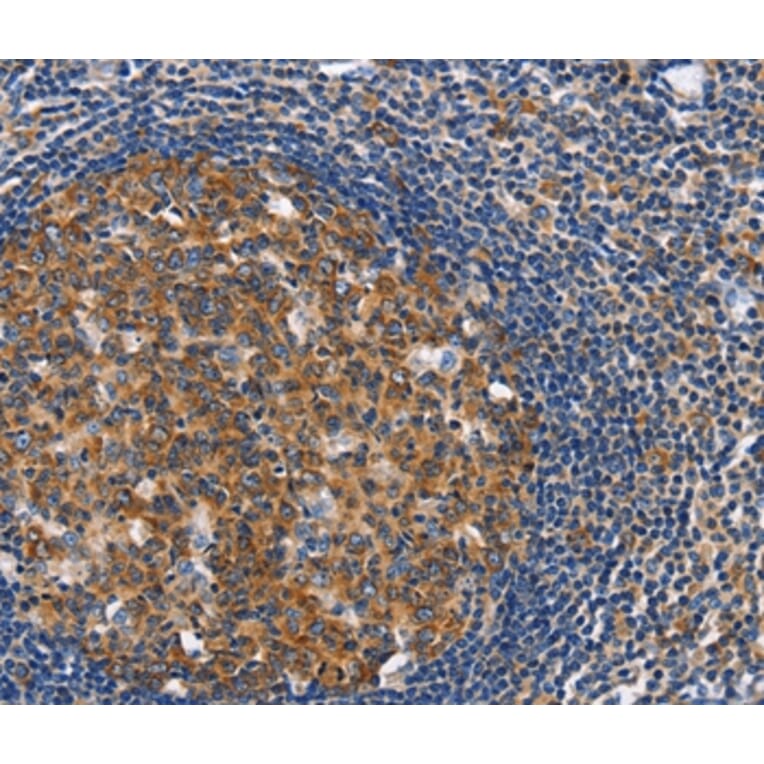 Immunohistochemistry - CEP97 Antibody from Signalway Antibody (36345) - Antibodies.com