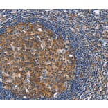 Immunohistochemistry - CEP97 Antibody from Signalway Antibody (36345) - Antibodies.com