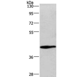 WNT3A Antibody from Signalway Antibody (36351) - Antibodies.com
