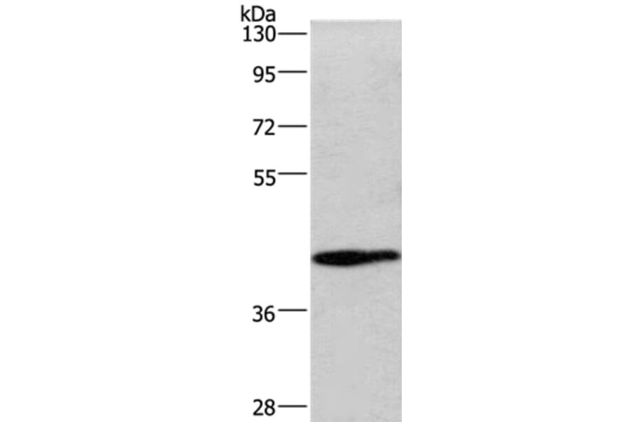 WNT3A Antibody from Signalway Antibody (36351) - Antibodies.com