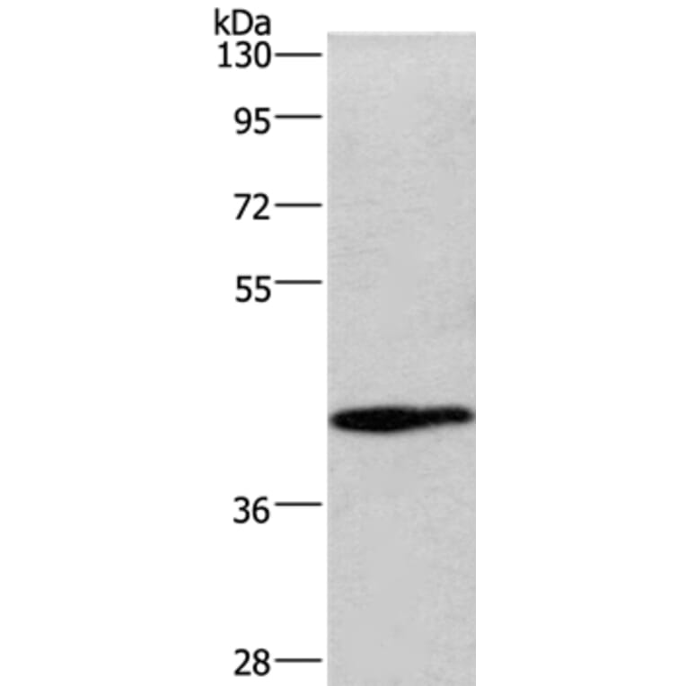 WNT3A Antibody from Signalway Antibody (36351) - Antibodies.com
