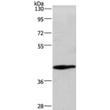 WNT3A Antibody from Signalway Antibody (36351) - Antibodies.com
