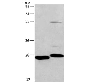 CIDEC Antibody from Signalway Antibody (36353) - Antibodies.com
