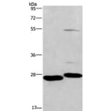 CIDEC Antibody from Signalway Antibody (36353) - Antibodies.com