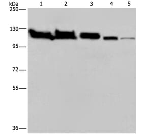 HSPA4 Antibody from Signalway Antibody (36390) - Antibodies.com