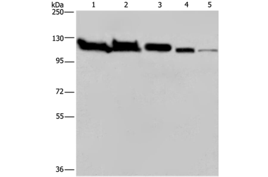 HSPA4 Antibody from Signalway Antibody (36390) - Antibodies.com