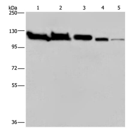 HSPA4 Antibody from Signalway Antibody (36390) - Antibodies.com