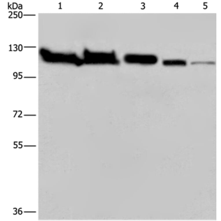 HSPA4 Antibody from Signalway Antibody (36390) - Antibodies.com