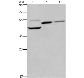 CYR61 Antibody from Signalway Antibody (36392) - Antibodies.com