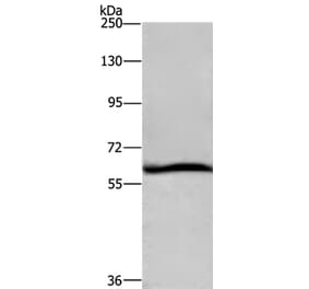 DCP1A Antibody from Signalway Antibody (36402) - Antibodies.com