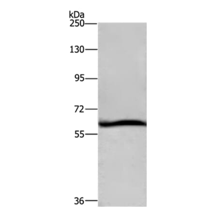 DCP1A Antibody from Signalway Antibody (36402) - Antibodies.com