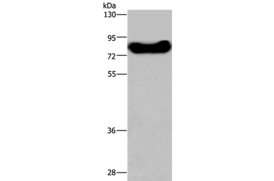 DDX43 Antibody from Signalway Antibody (36409) - Antibodies.com