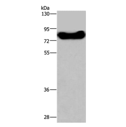 DDX43 Antibody from Signalway Antibody (36409) - Antibodies.com