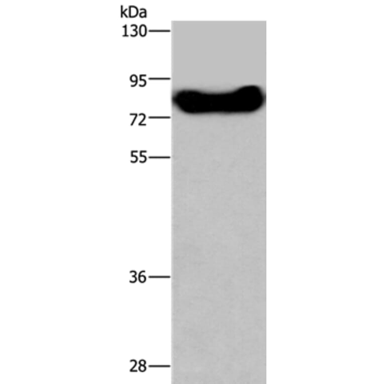 DDX43 Antibody from Signalway Antibody (36409) - Antibodies.com