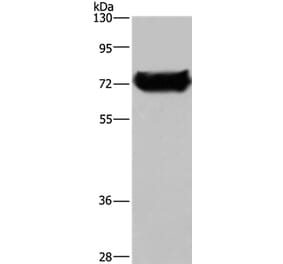 DDX53 Antibody from Signalway Antibody (36410) - Antibodies.com