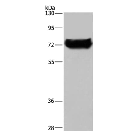 DDX53 Antibody from Signalway Antibody (36410) - Antibodies.com