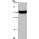 DDX53 Antibody from Signalway Antibody (36410) - Antibodies.com