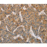 Immunohistochemistry - DDX53 Antibody from Signalway Antibody (36410) - Antibodies.com
