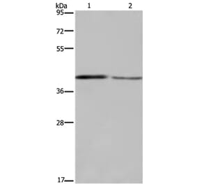 DEGS1 Antibody from Signalway Antibody (36411) - Antibodies.com