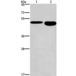 DMRT3 Antibody from Signalway Antibody (36419) - Antibodies.com
