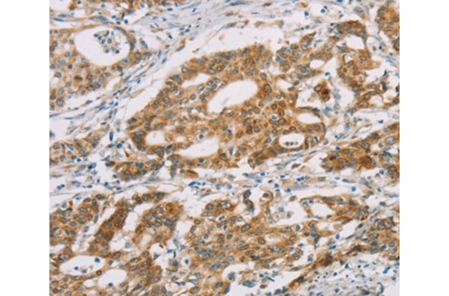 Immunohistochemistry - DMRT3 Antibody from Signalway Antibody (36419) - Antibodies.com