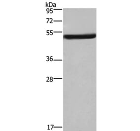 EIF3F Antibody from Signalway Antibody (36438) - Antibodies.com