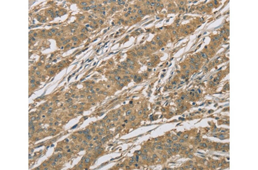 Immunohistochemistry - EIF3F Antibody from Signalway Antibody (36438) - Antibodies.com