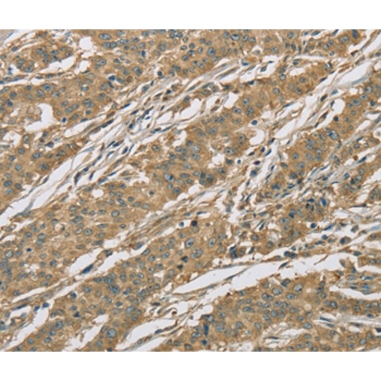 Immunohistochemistry - EIF3F Antibody from Signalway Antibody (36438) - Antibodies.com
