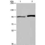 ELAC2 Antibody from Signalway Antibody (36441) - Antibodies.com