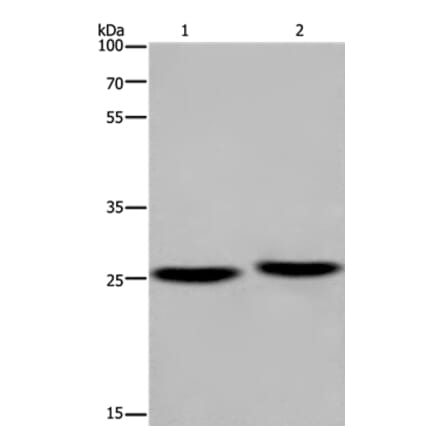 EPDR1 Antibody from Signalway Antibody (36444) - Antibodies.com