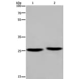 EPDR1 Antibody from Signalway Antibody (36444) - Antibodies.com