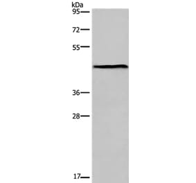 ESRRG Antibody from Signalway Antibody (36449) - Antibodies.com