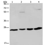 ETHE1 Antibody from Signalway Antibody (36450) - Antibodies.com
