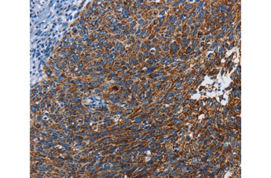 Immunohistochemistry - ETHE1 Antibody from Signalway Antibody (36450) - Antibodies.com