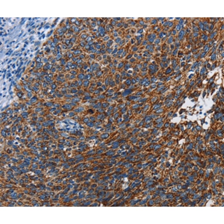 Immunohistochemistry - ETHE1 Antibody from Signalway Antibody (36450) - Antibodies.com