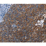Immunohistochemistry - ETHE1 Antibody from Signalway Antibody (36450) - Antibodies.com