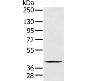 FAIM3 Antibody from Signalway Antibody (36458) - Antibodies.com