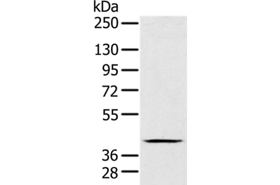 FAIM3 Antibody from Signalway Antibody (36458) - Antibodies.com