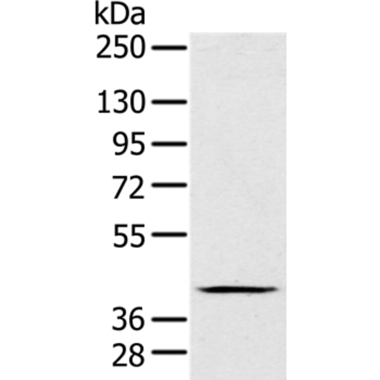 FAIM3 Antibody from Signalway Antibody (36458) - Antibodies.com