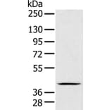 FAIM3 Antibody from Signalway Antibody (36458) - Antibodies.com