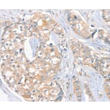Immunohistochemistry - FAIM3 Antibody from Signalway Antibody (36458) - Antibodies.com