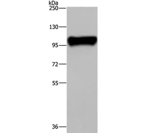 PTK2B Antibody from Signalway Antibody (36460) - Antibodies.com