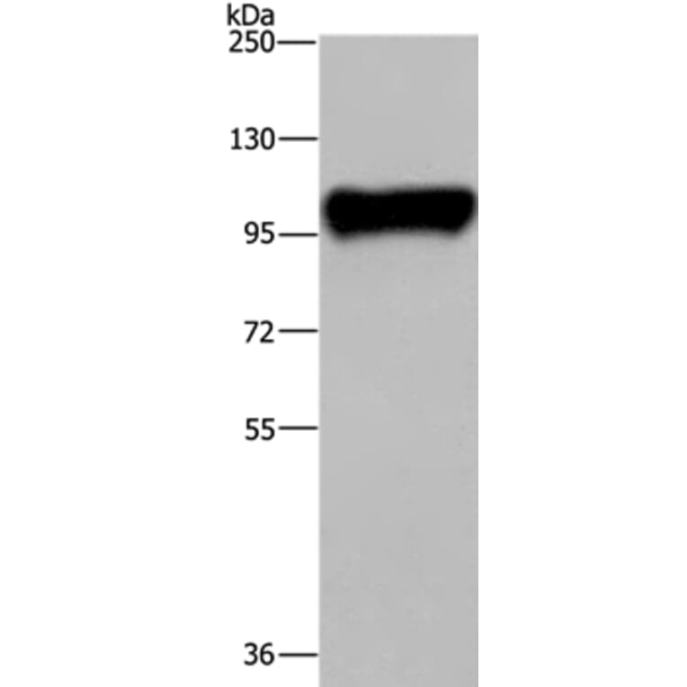 PTK2B Antibody from Signalway Antibody (36460) - Antibodies.com