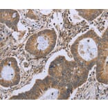 Immunohistochemistry - FKBP8 Antibody from Signalway Antibody (36485) - Antibodies.com