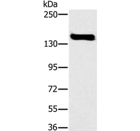 FMNL1 Antibody from Signalway Antibody (36487) - Antibodies.com