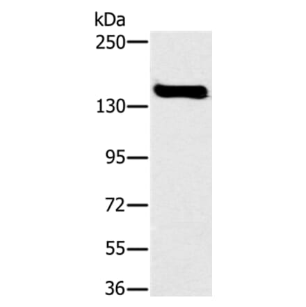 FMNL1 Antibody from Signalway Antibody (36487) - Antibodies.com