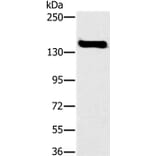 FMNL1 Antibody from Signalway Antibody (36487) - Antibodies.com
