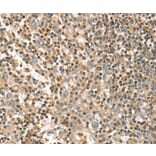 Immunohistochemistry - FMNL1 Antibody from Signalway Antibody (36487) - Antibodies.com