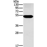 FUCA1 Antibody from Signalway Antibody (36490) - Antibodies.com