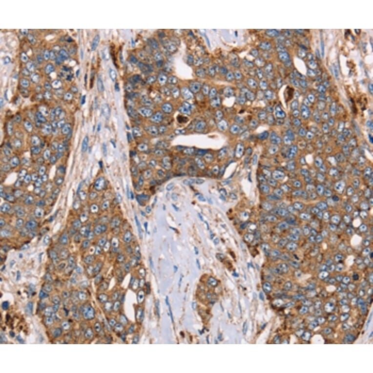 Immunohistochemistry - FUCA1 Antibody from Signalway Antibody (36490) - Antibodies.com